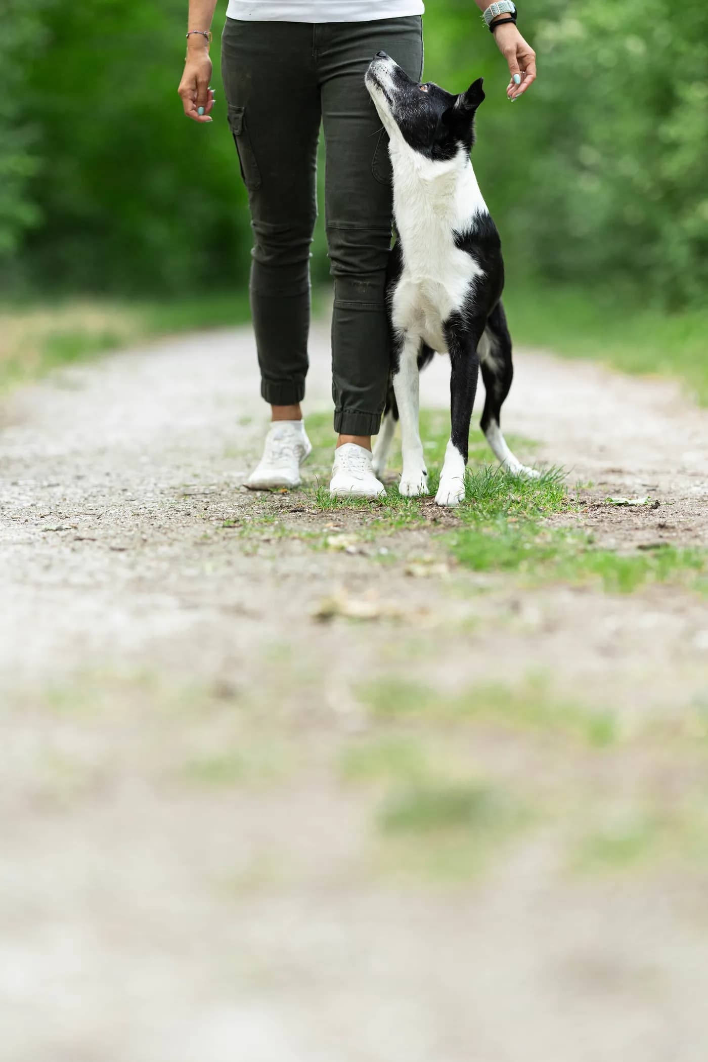 Hund läuft aufmerksam bei Fuß neben seiner Trainerin